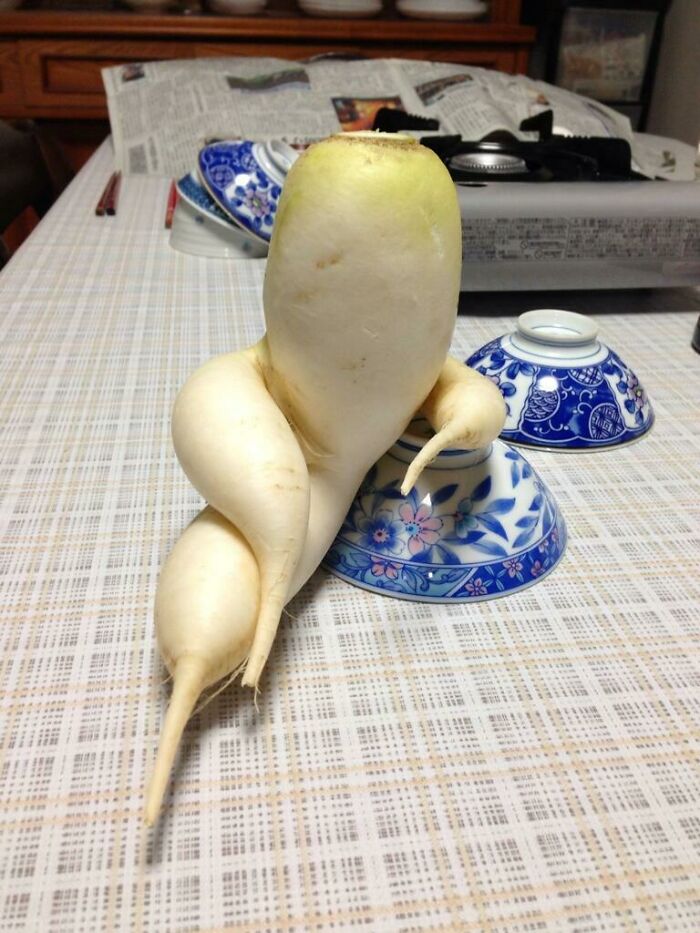 An Exceptionally Suave And Sophisticated Daikon Radish