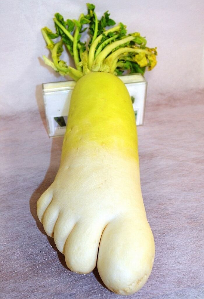 Foot Shaped Radish Goes On Display