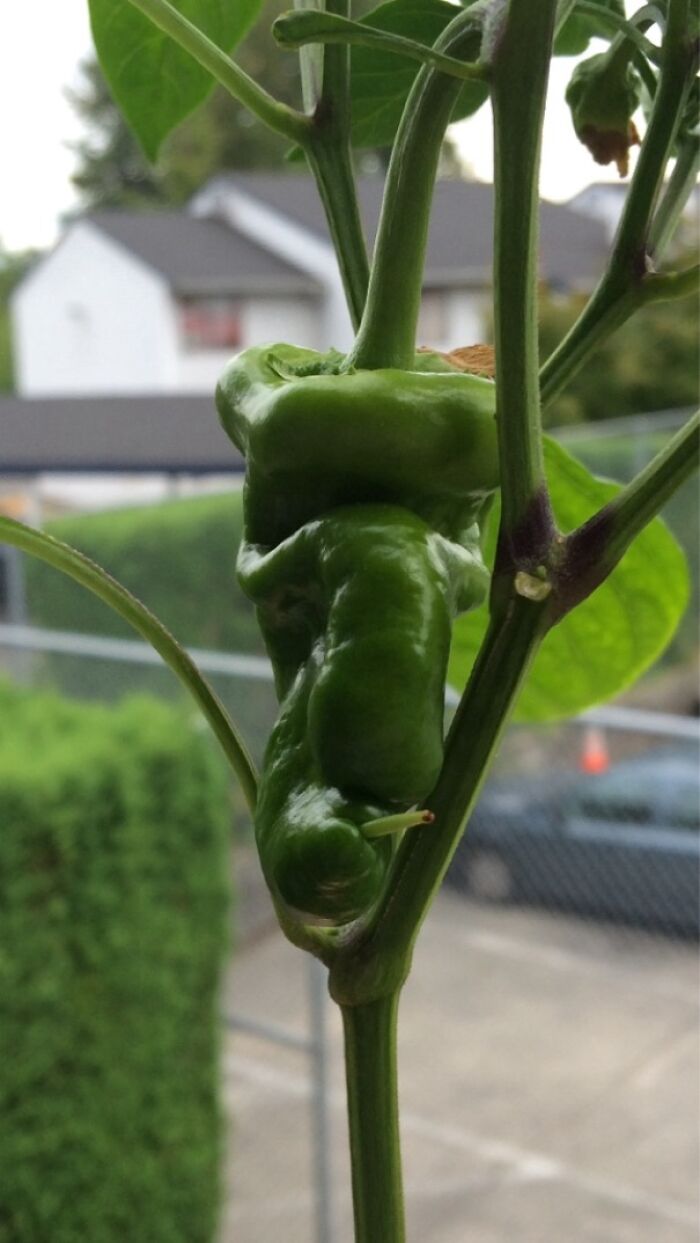 My Wife's Bell Pepper Looks Like A Big Nosed Grumpy Old Man Smoking A Cig