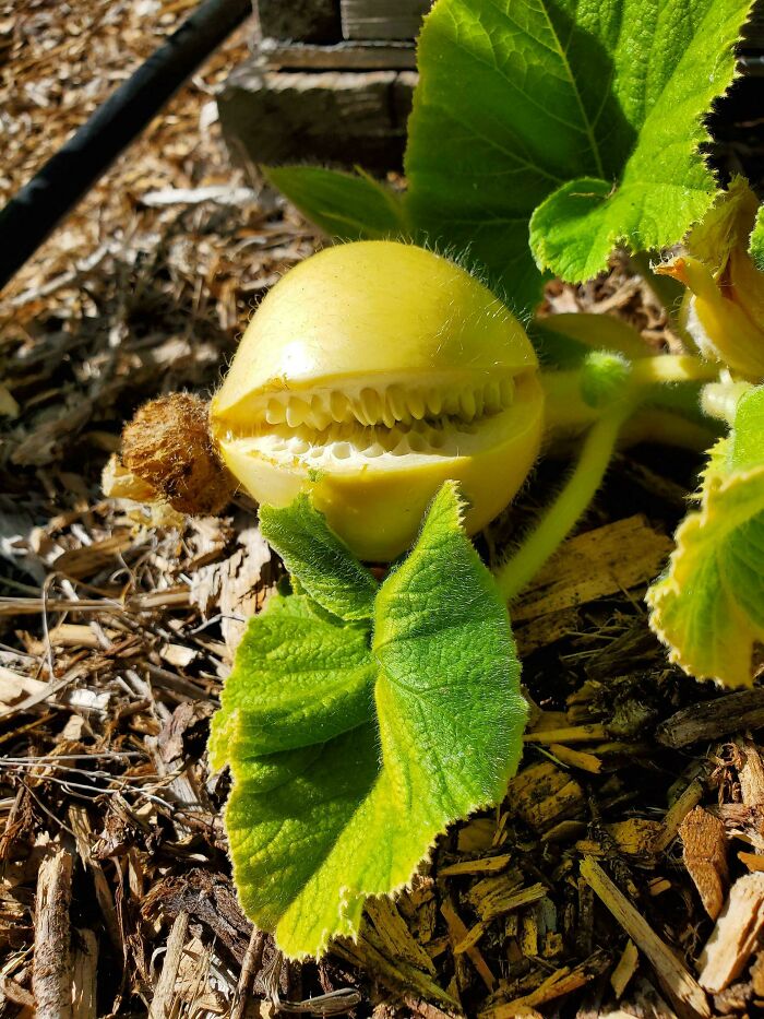 This Pumpkin In Our Garden Split And It Looks Like It Has Teeth