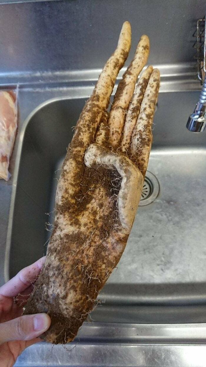 This Yam Looks Like A Human Hand