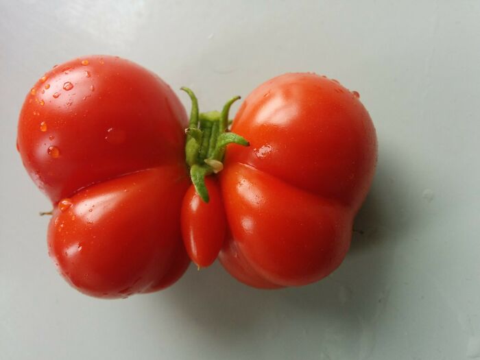 This Tomato That Grew In Our Garden Is Shaped Like A Butterfly