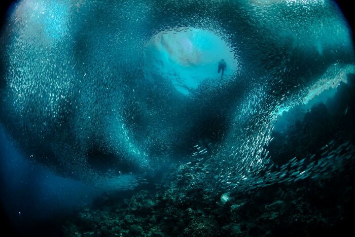 This Shot Was Taken Off Moalboal On The Island Of Cebu, Philippines. This Guy Was Free Diving With Just A Mask. I Was Lucky Enough To Catch Him Coming Up Through A Bait Ball. Shot With A 5dsr 8-15 Mm Lens Set At 10 Mm 200th Sec @ F8 2 Ysd1's