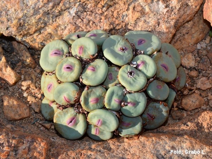 Conophytum pageae - rooiwal | Planting succulents, Succulents, Plants