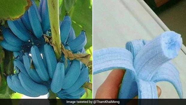 Ever Heard Of Blue Java Banana? It Tastes Just Like Vanilla Ice Cream -  Says Twitter User - NDTV Food