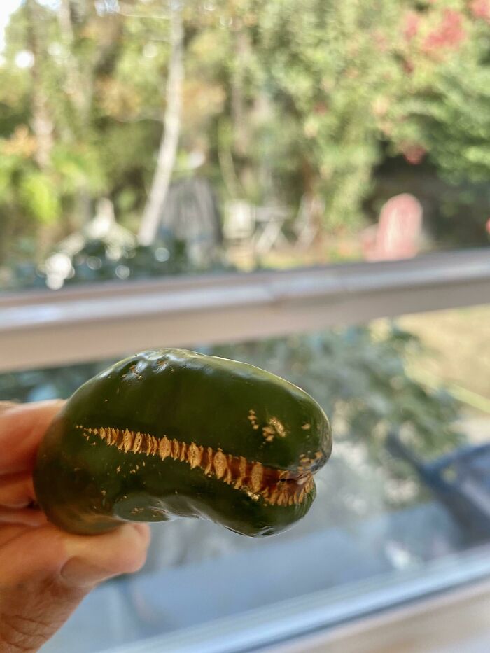 This Jalapeño Looks Like A T-Rex