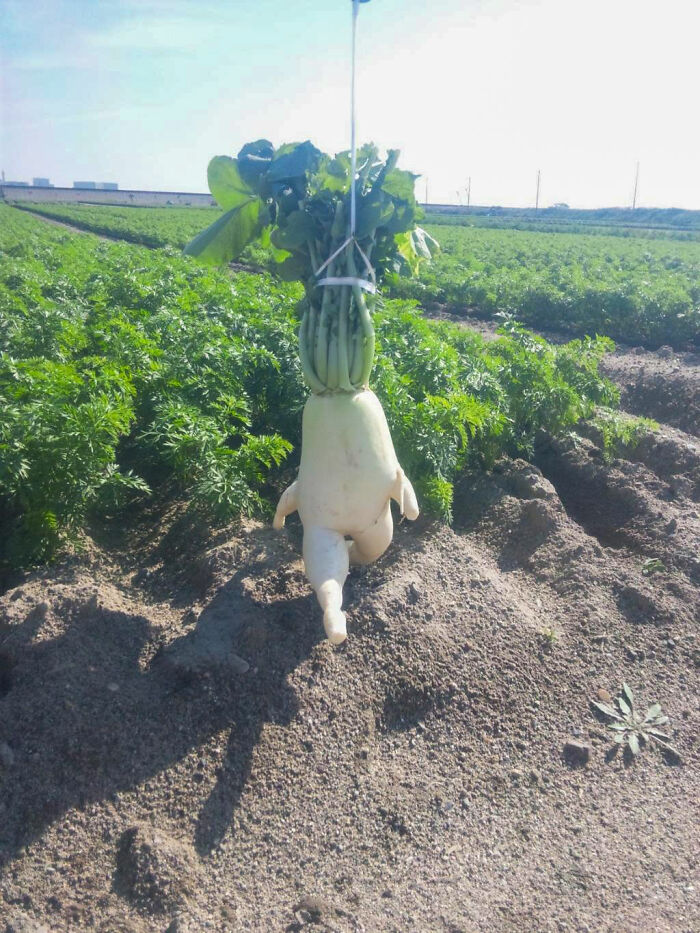 The Evolved Radish