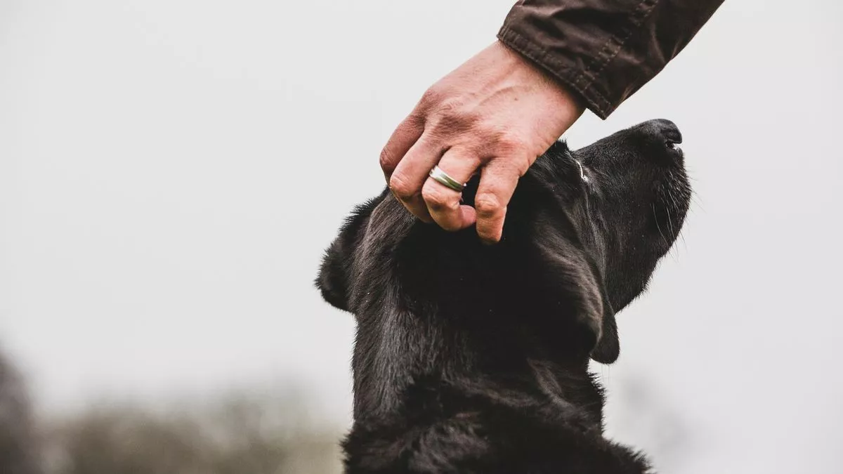 Dog training expert explains why there is 'no such thing' as dangerous  breeds - Daily Record