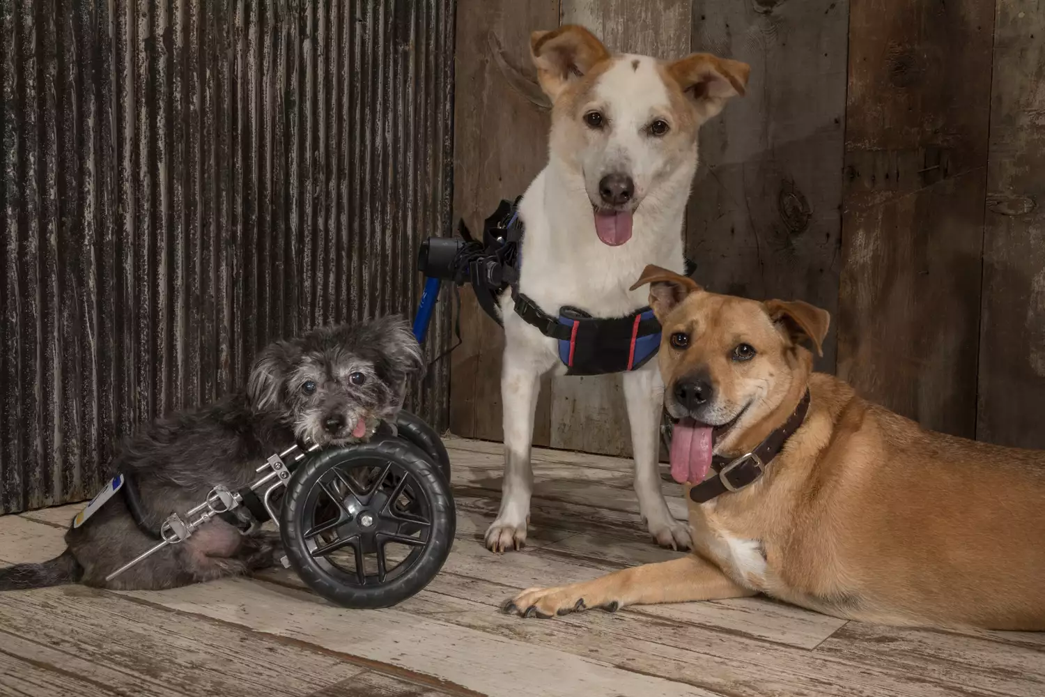 two-legged dogs Cyrus, Lucky, and Deuce pose for a photo on a wooden floor