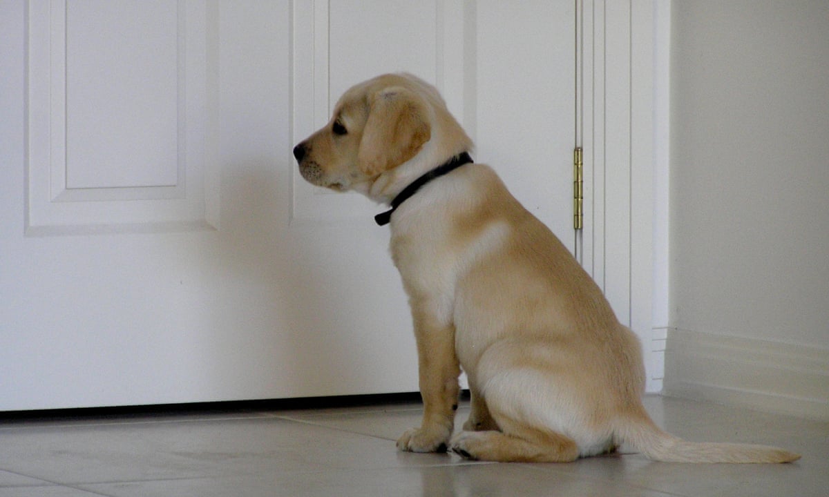 Dog gone: how to handle your pet's post-Covid separation anxiety | Pets |  The Guardian