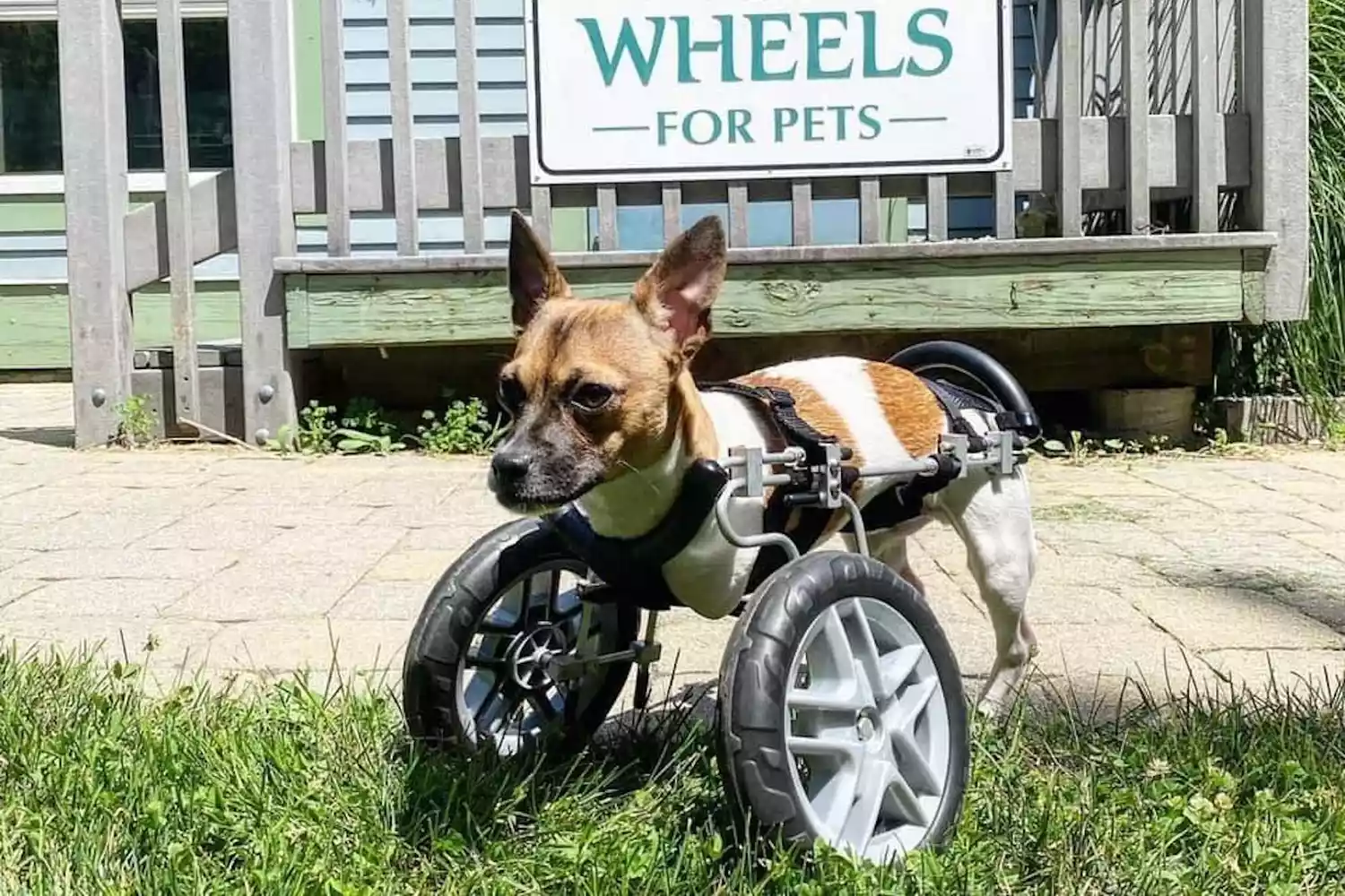 a small tan and white dog with front leg wheels stands in front of pet wheel store