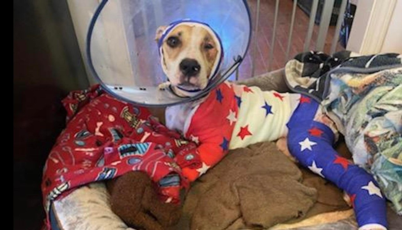 Memphis dog set on fire gets gifts, love from around the globe