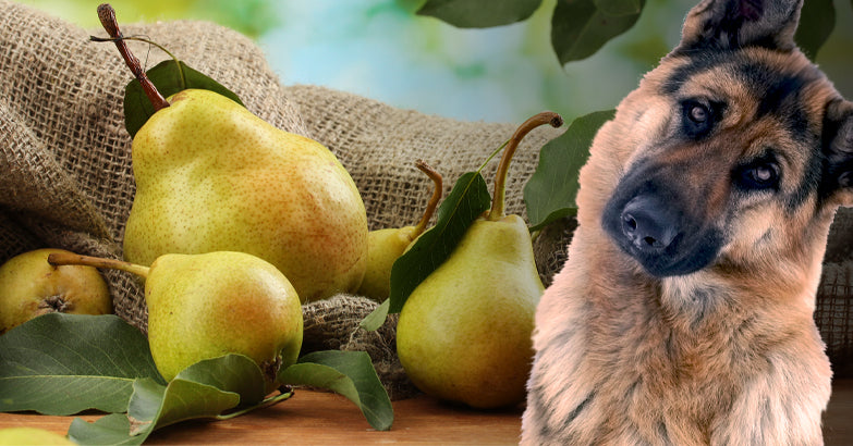 Can Dogs Eat Pears?