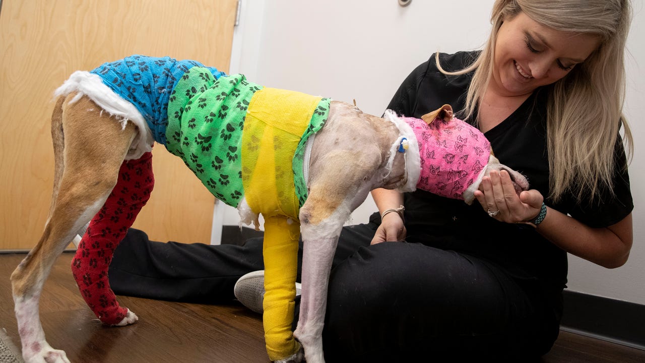 Watch: Abused dog continues to recover in Memphis