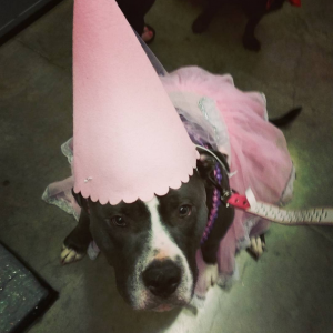 adopt-princess-pit