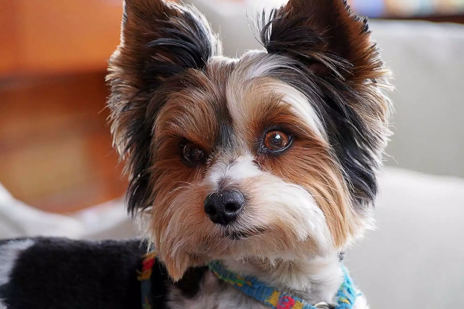 biewer terrier head shot