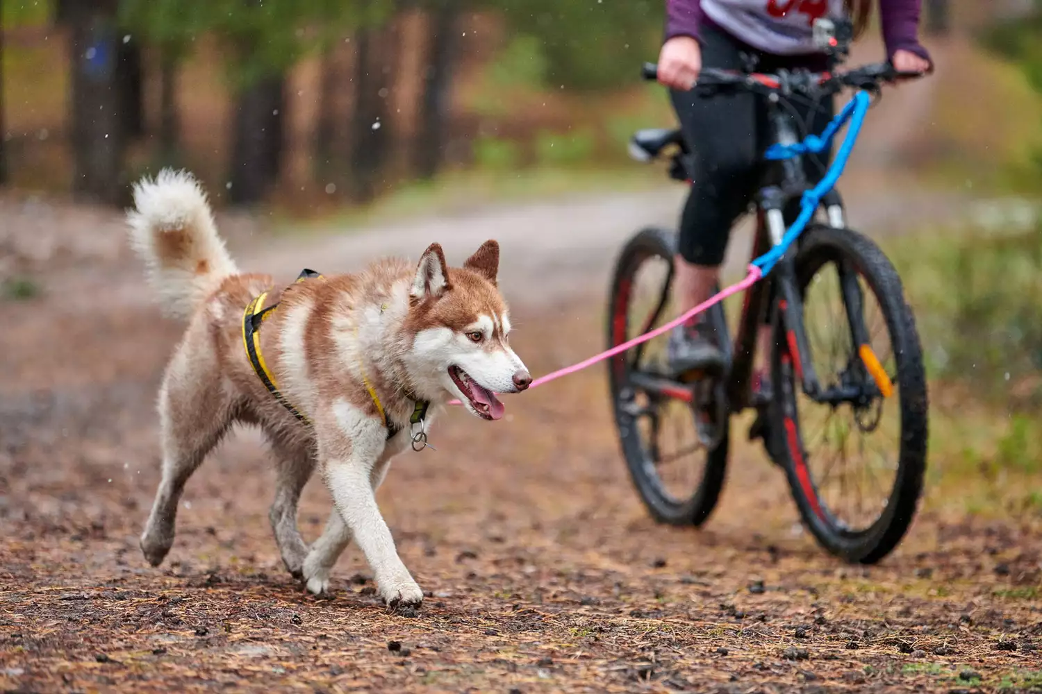 biking with dog