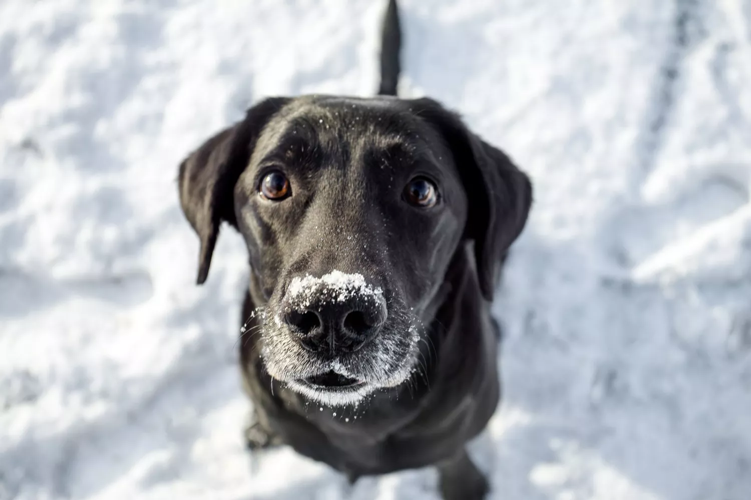 black lab in snow