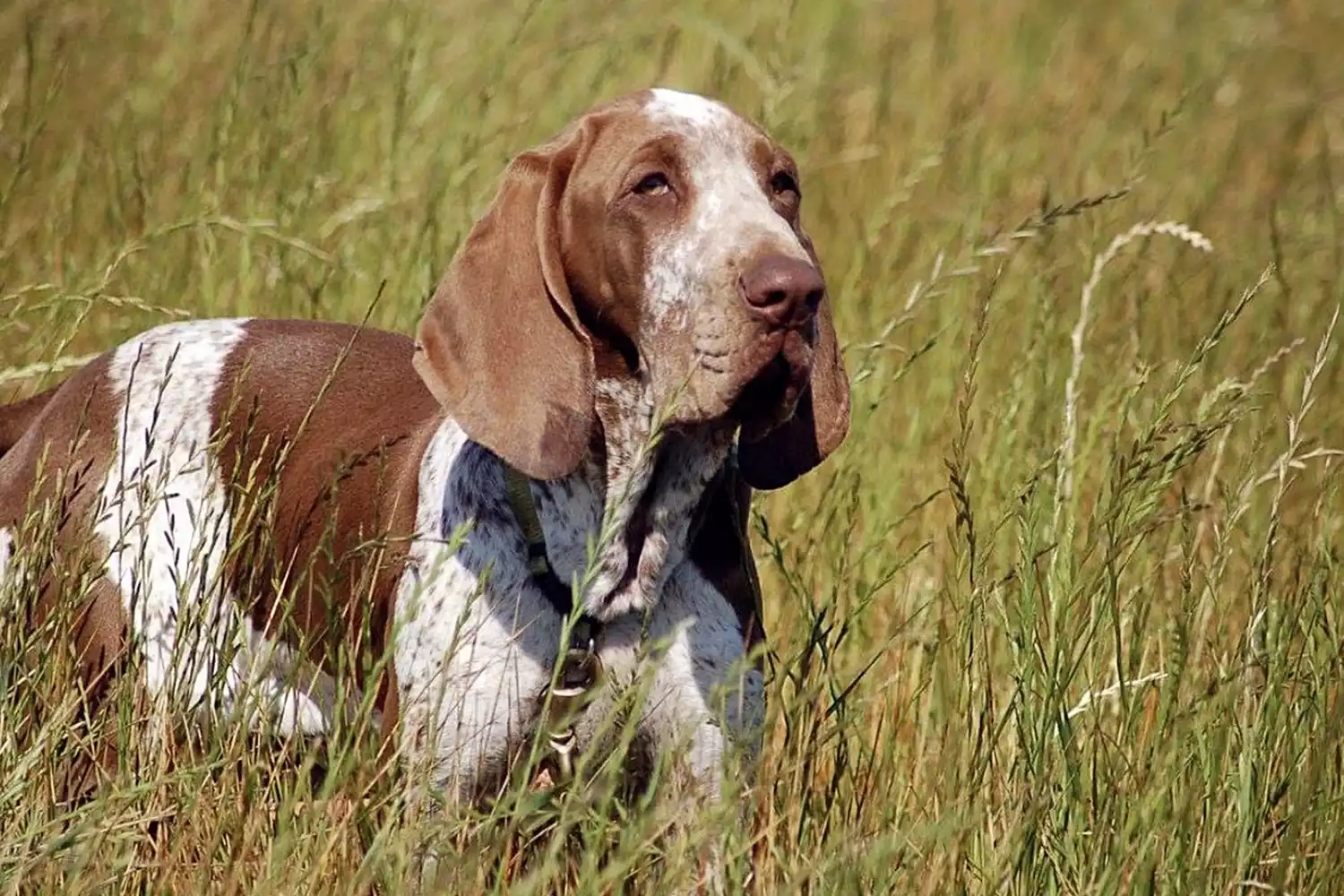 bracco italiano dog breed now recognized by AKC