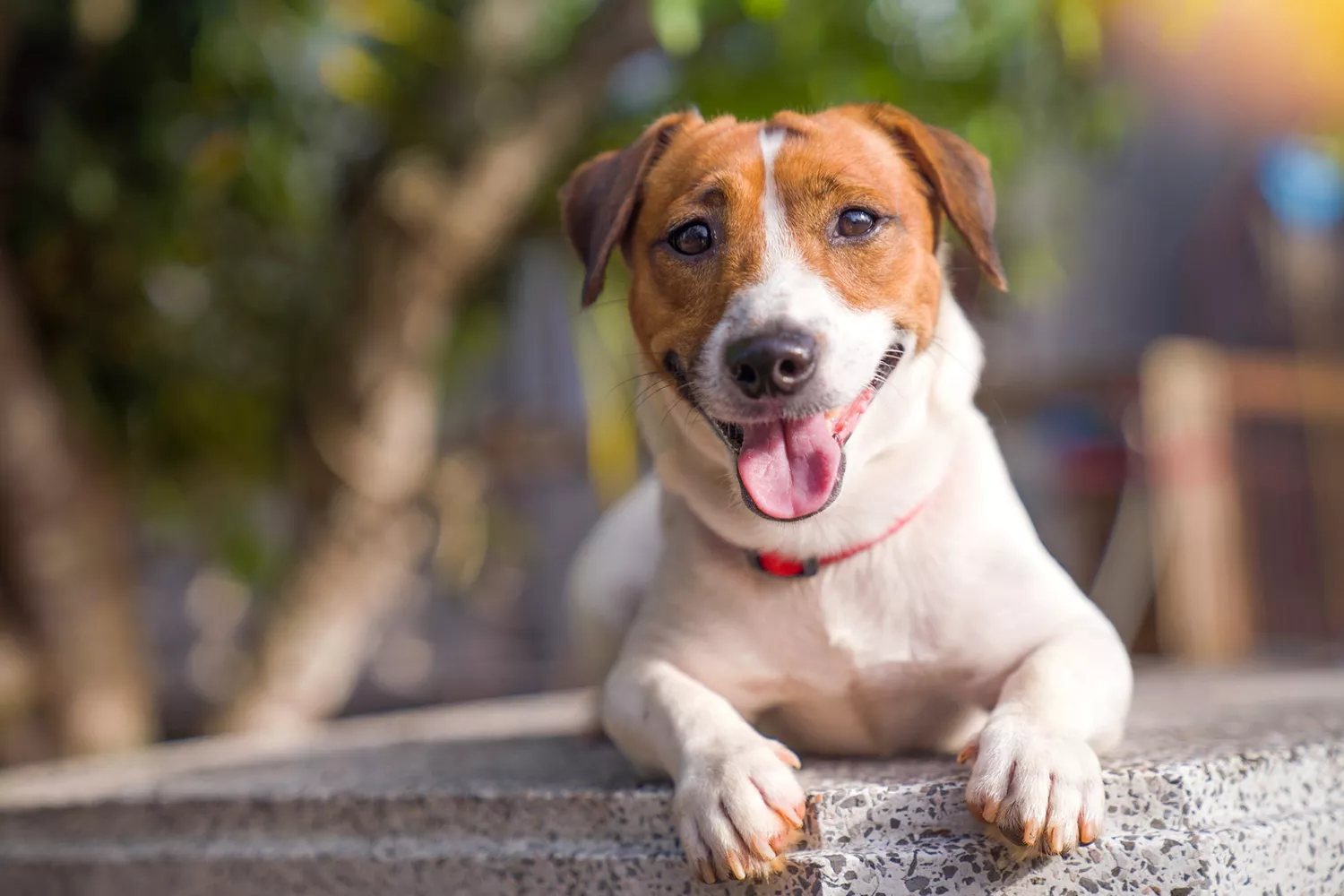 A brown and white Terrier lying on concrete with it's tongue out