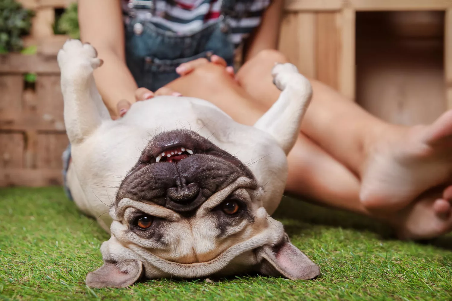 woman giving dog belly rub