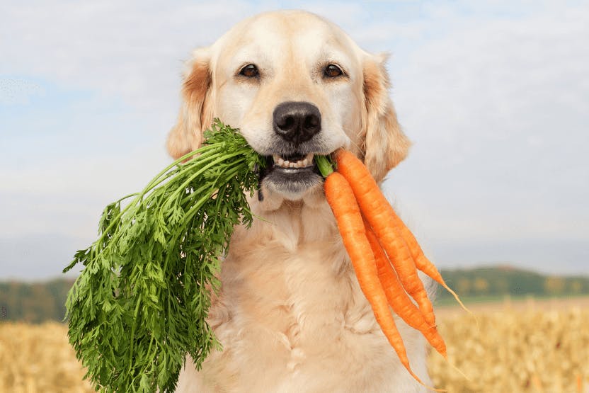 Can Dogs Eat Carrots?