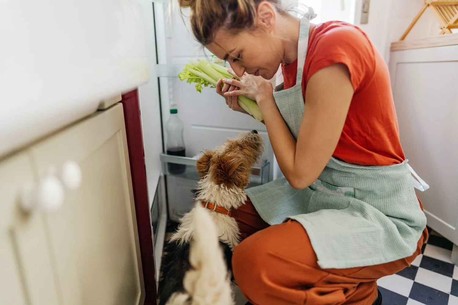 dog is eyeing stalks of celery held by a woman standing in front of her refrigerator