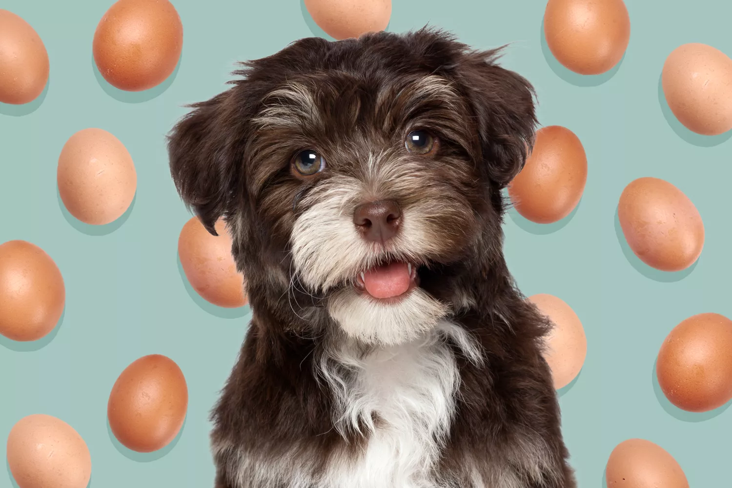 dog with background of eggs; can dogs eat eggs?