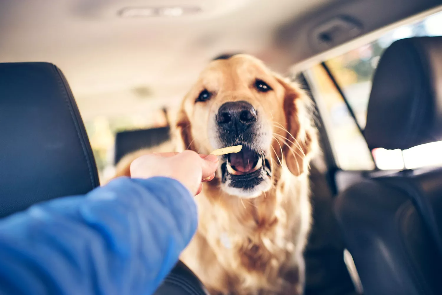 woman giving dog a french fry; can dogs eat french fries?