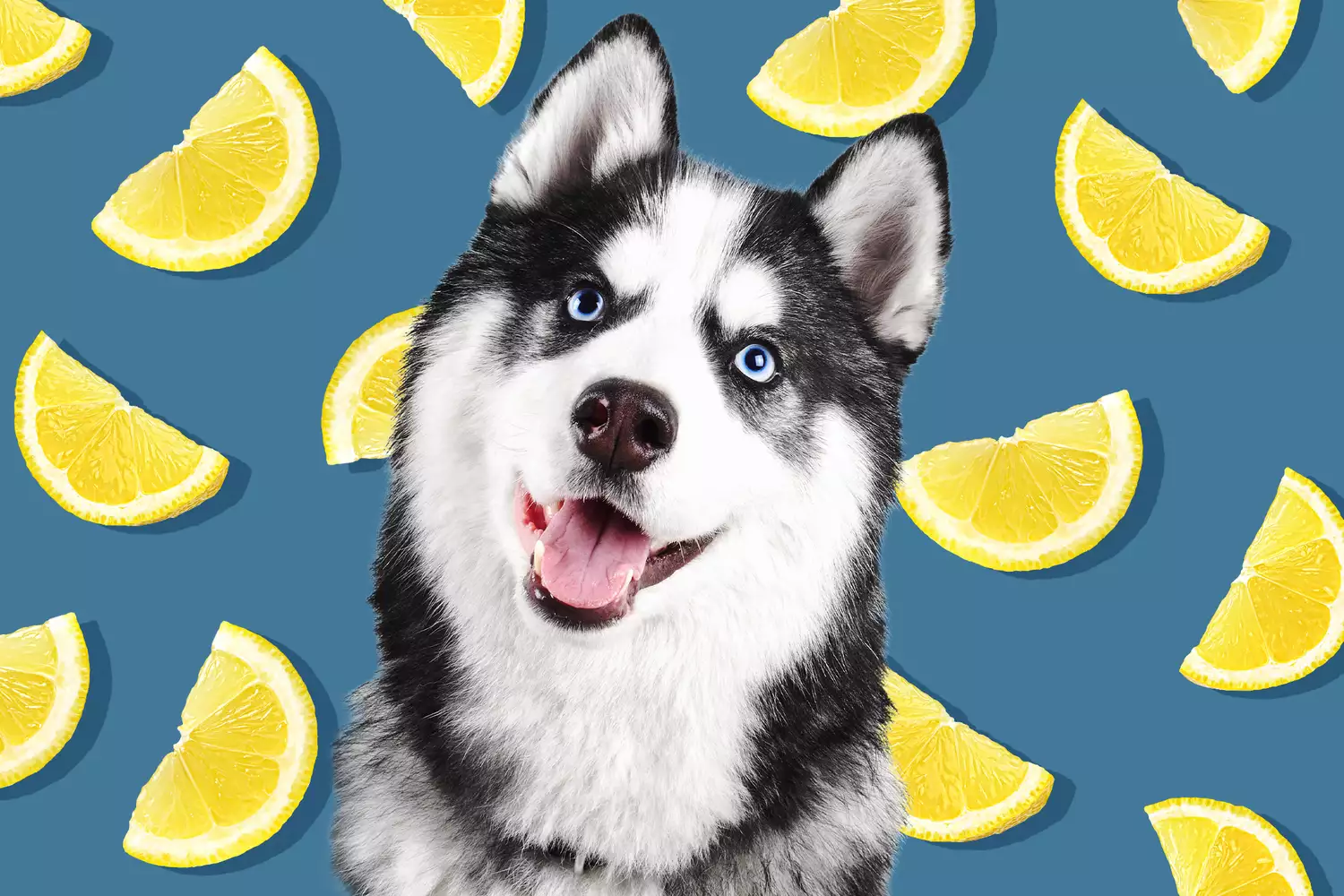 dog with background of lemon slices; can dogs eat lemons?