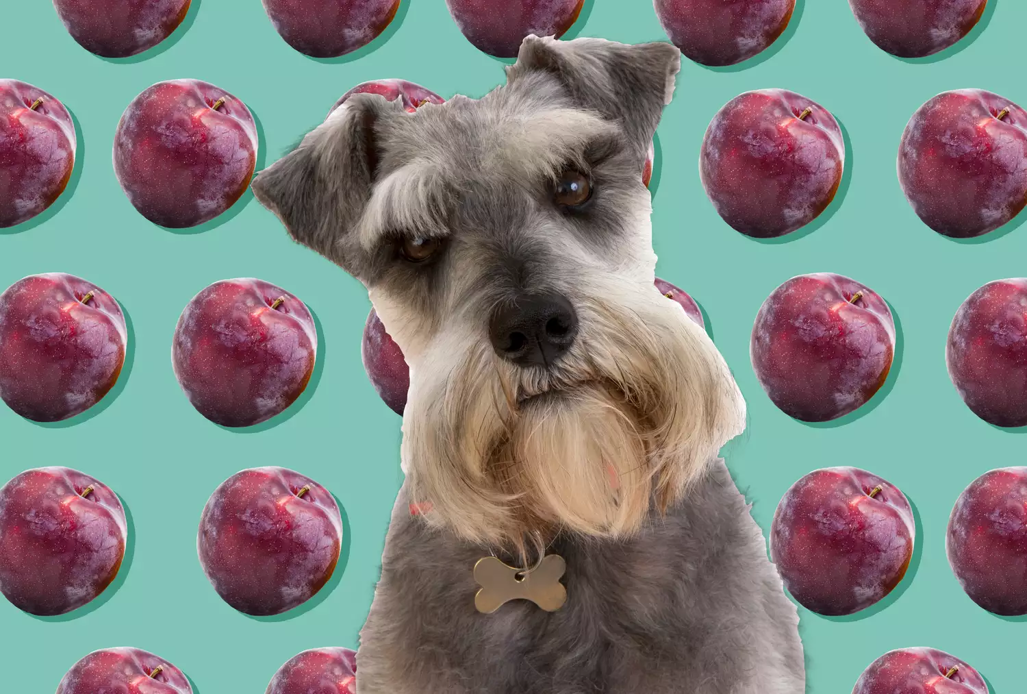 schnauzer silhouette in front of plums in background