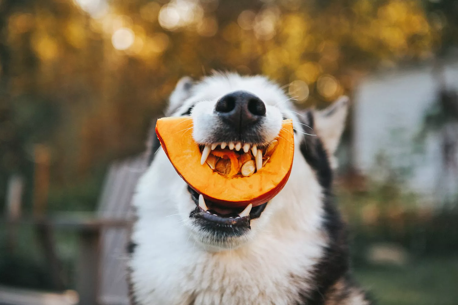 dog with a piece of pumpkin in his mouth