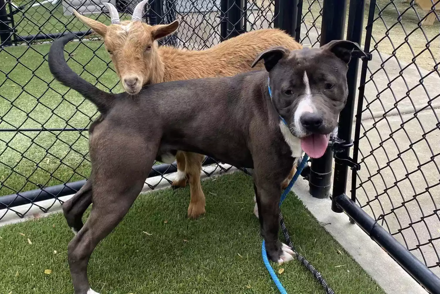 a tan goat stands behind a black american bulldog mix outside in fenced play area