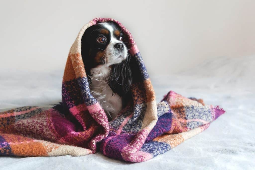 A shaking dog getting warm under a blanket