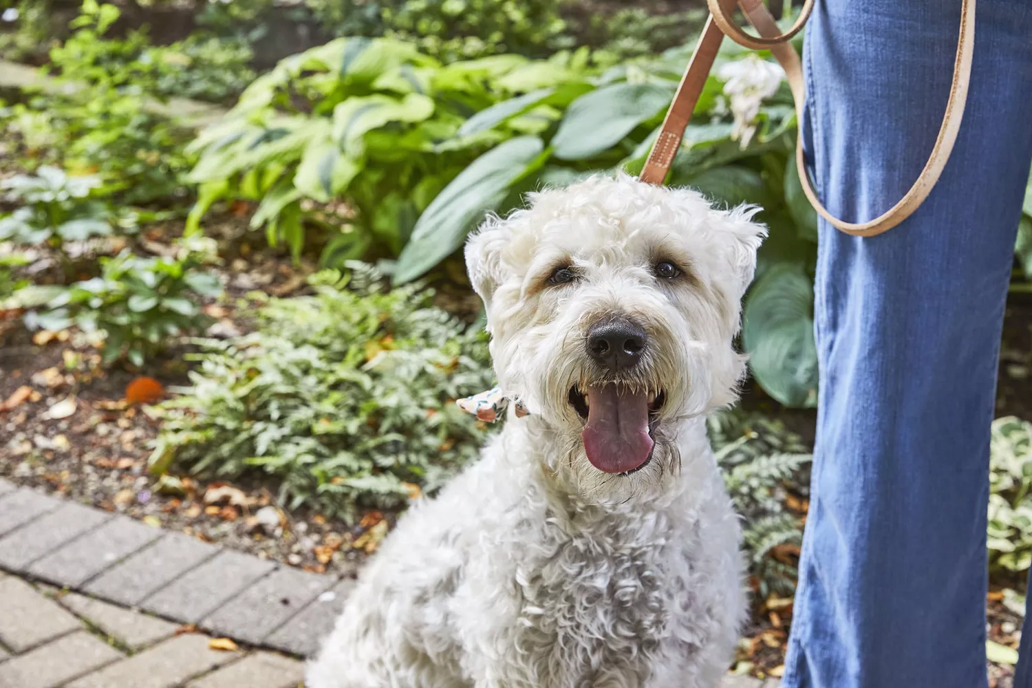 dog on leash next to woman; could your dog have a UTI?