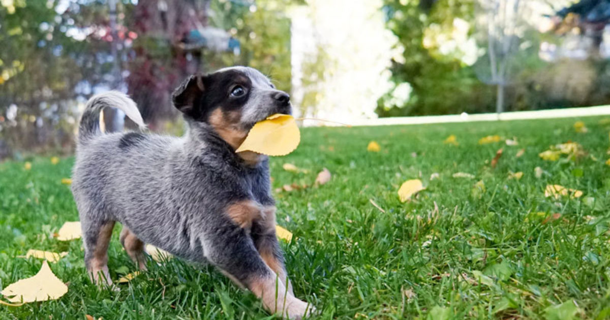 6 Crate Training Dos and Don'ts | Safe Bones Company