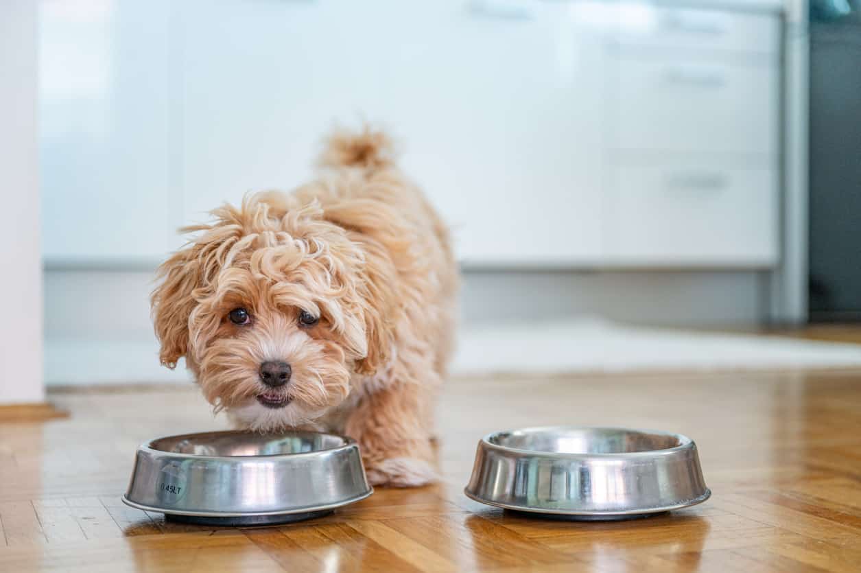 Feeding Chart & Calories Guide for Feeding Your Dog