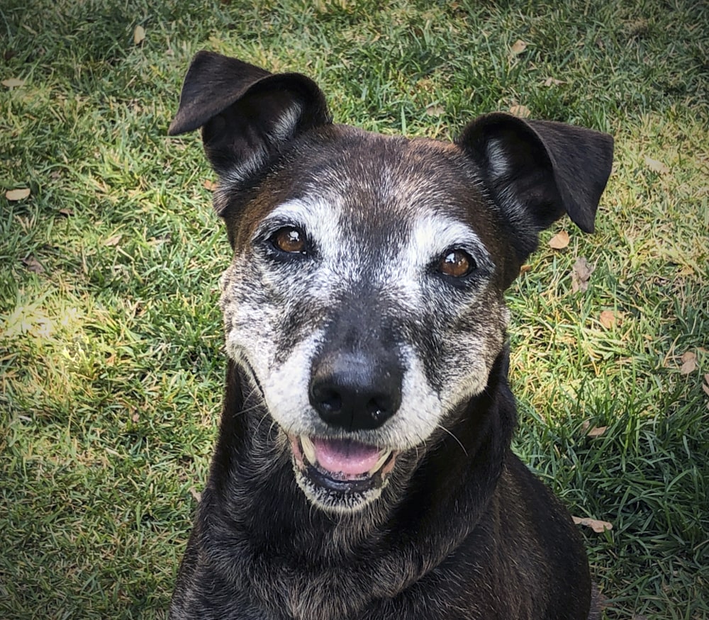 Saving Senior Dogs Week Ambassadog Daisy D.