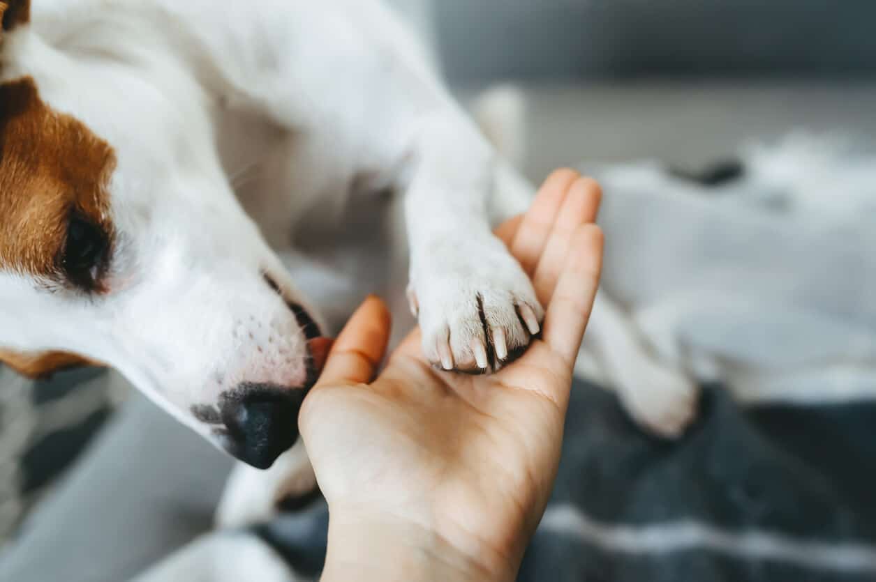 Dog puts paw in person's hand