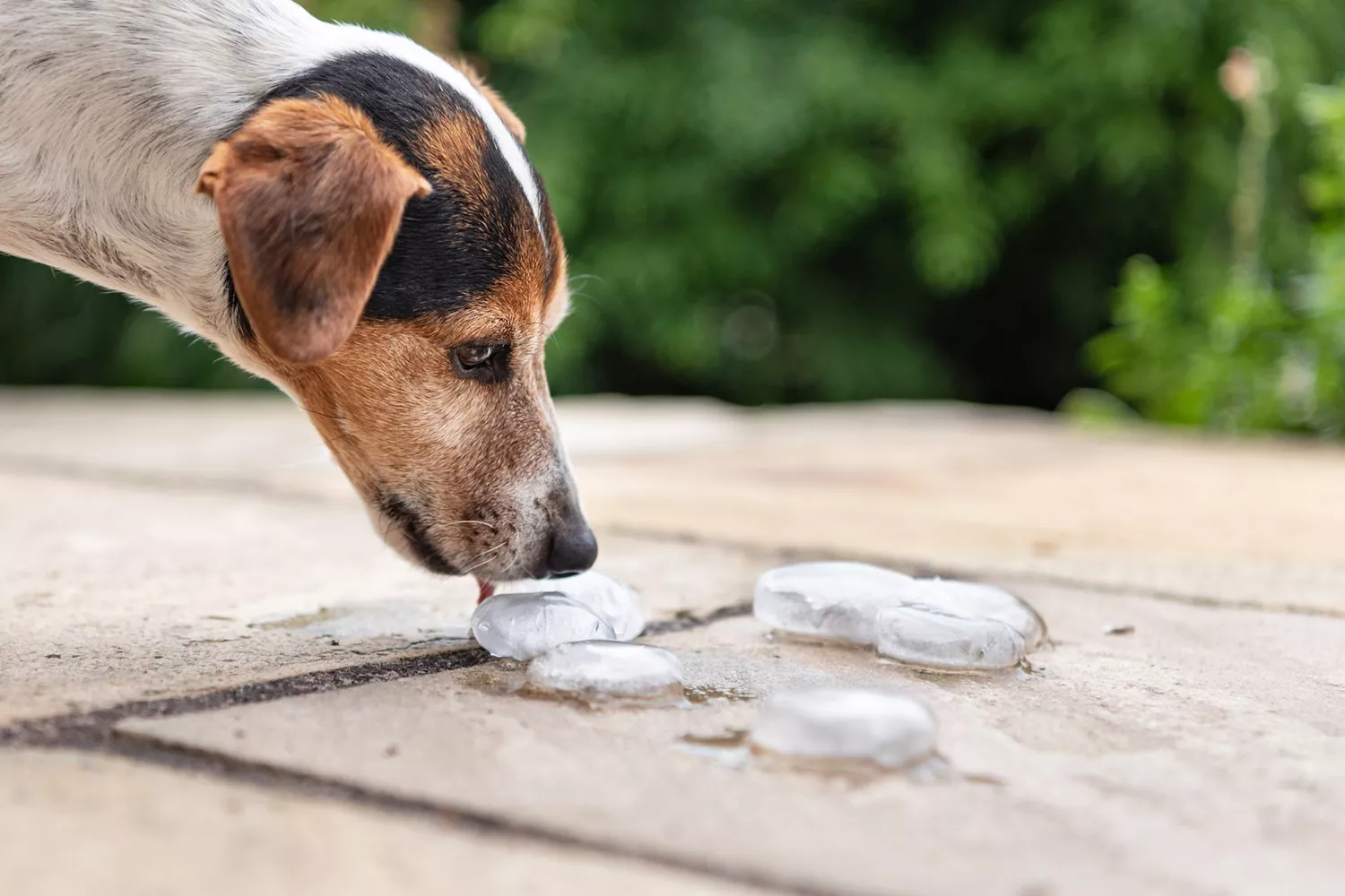 Adult jack russell terrier licks ice cube on pavement