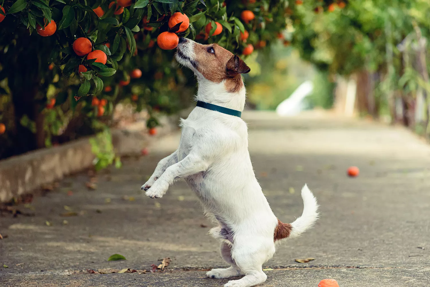 dog taking oranges off tree