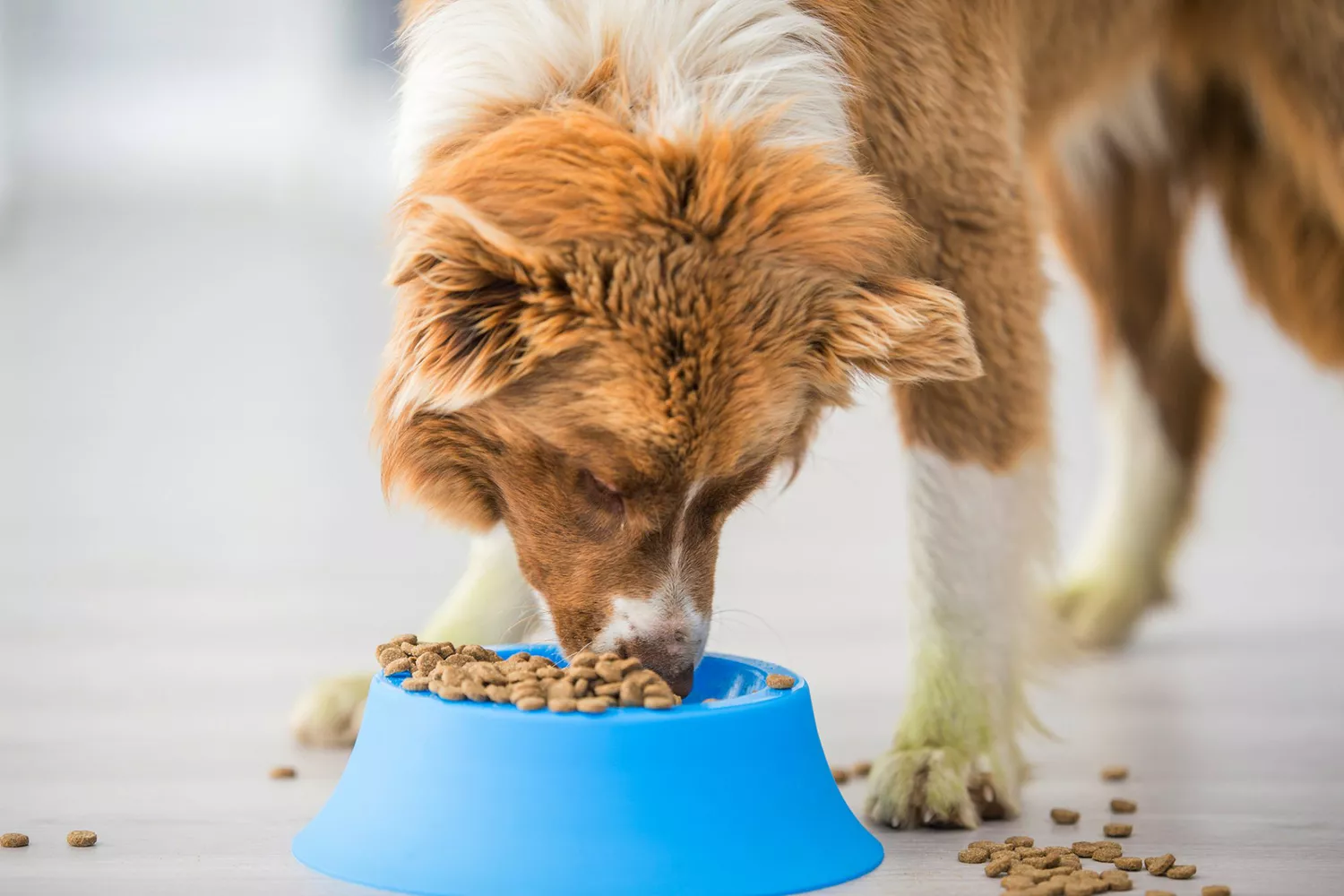 dog eating out of overflowing bowl