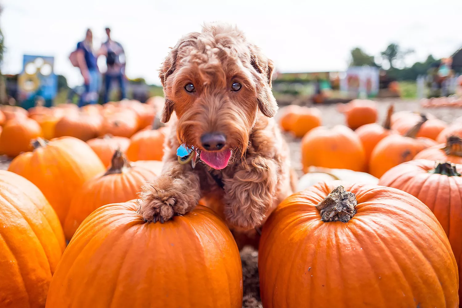 dog in a pumpkin patch