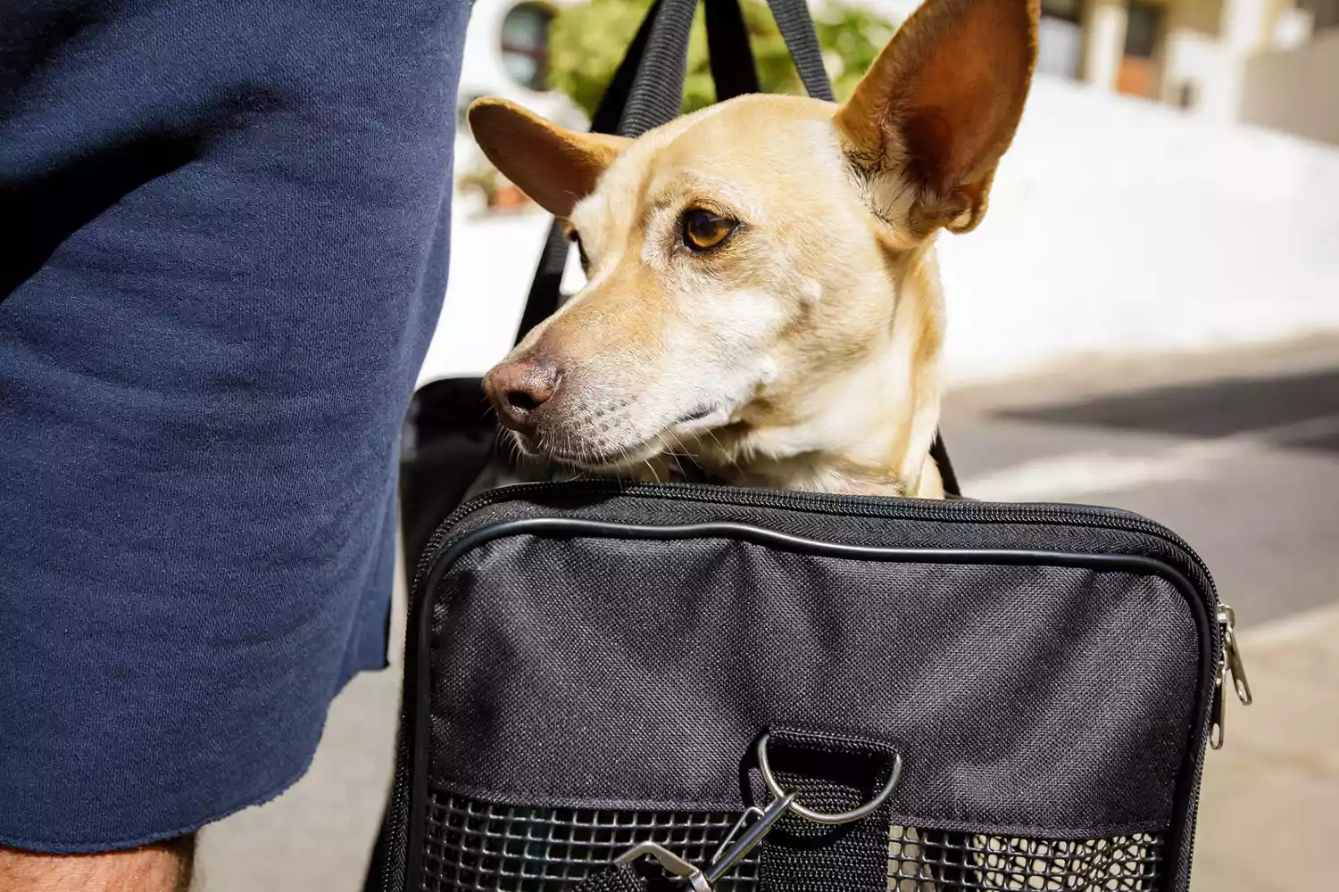 Chihuahua sticks head out of black mesh doggy carrier