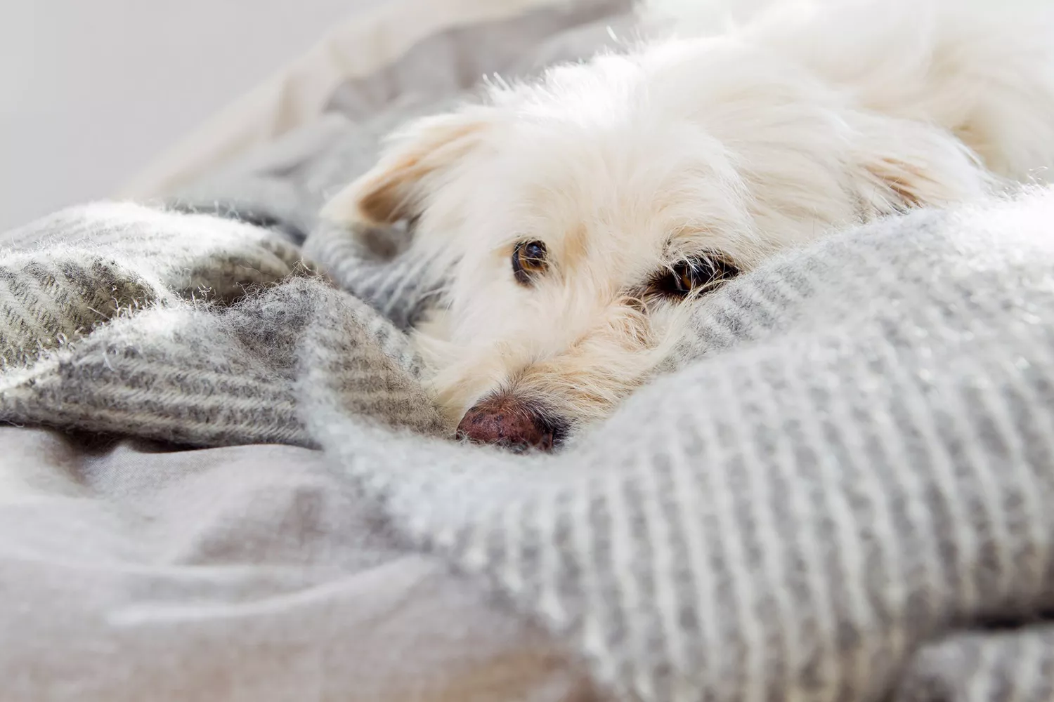 dog nesting in several blankets