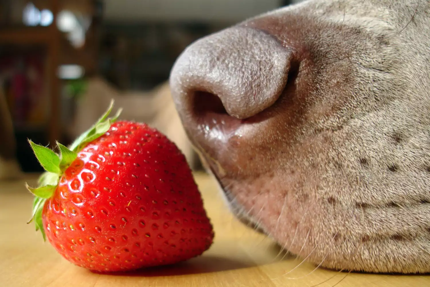 closeup photo of dog's nose with strawberry