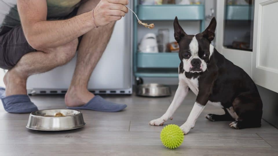 Why Your Dog Won't Eat & How To Get Their Appetite Back