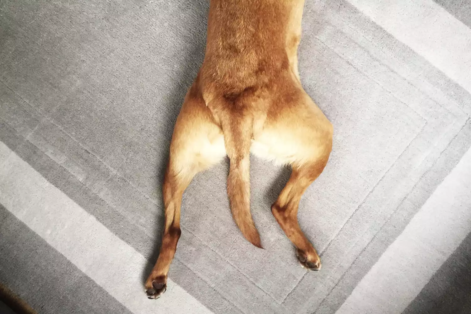 dog legs splayed on floor in sploot