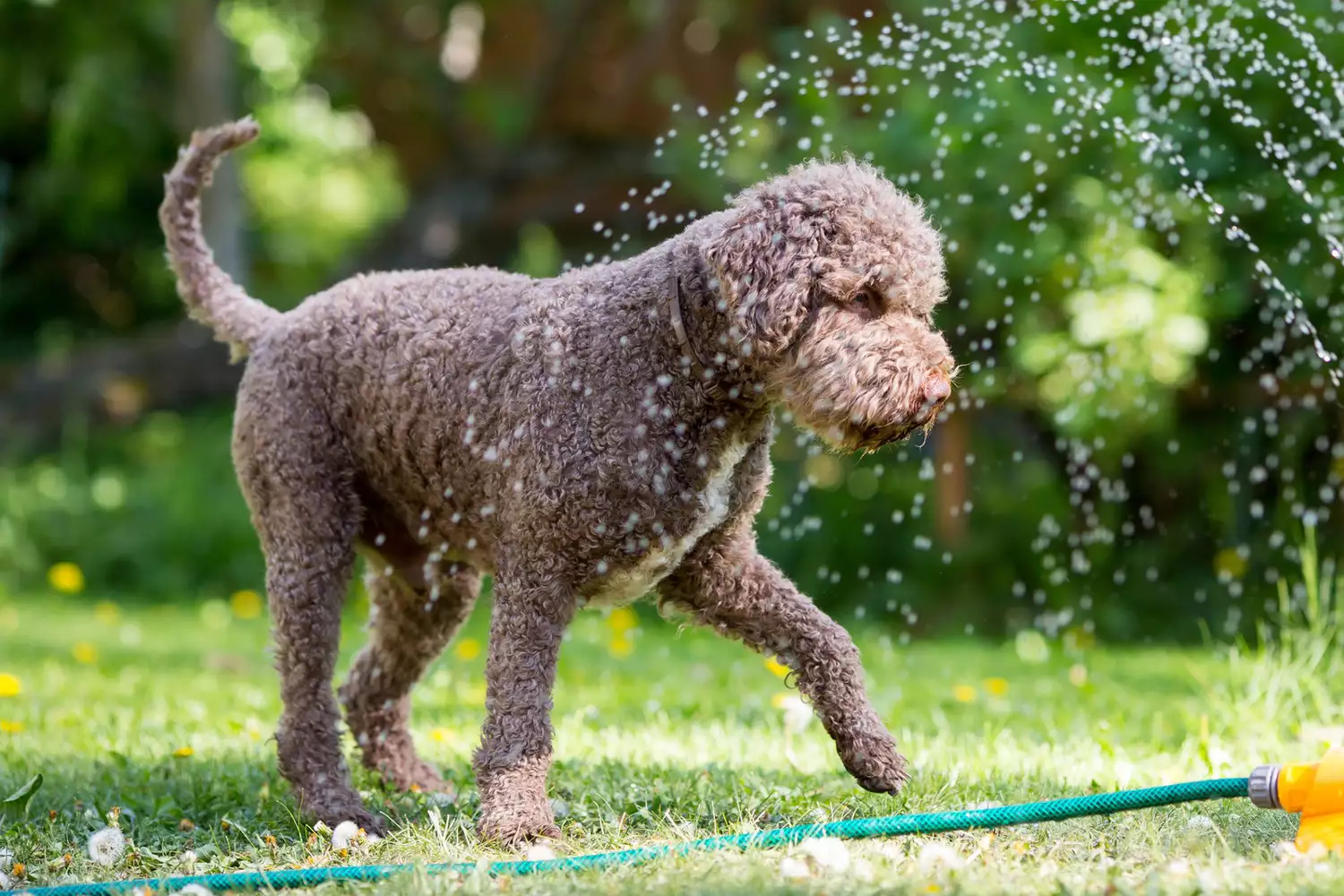 dog playing in water from a sprinkler