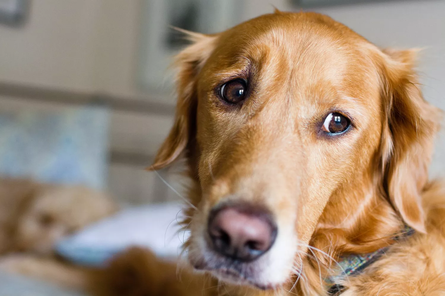 worried looking Golden Retriever